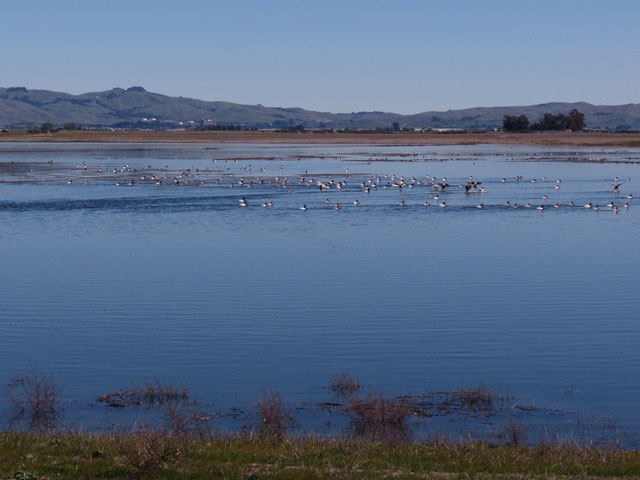 Haire Ranch Wetland Project