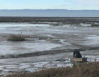 San Francisco Estuary Invasive Spartina Project