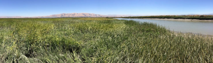 Invasive Spartina