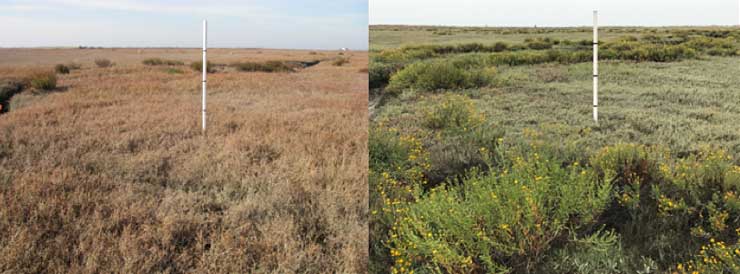 Invasive Spartina