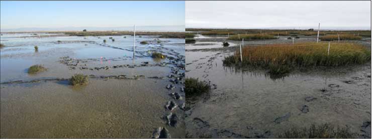 Invasive Spartina