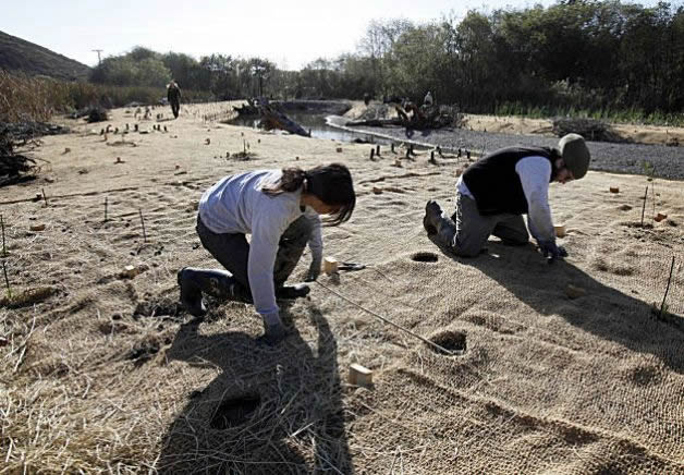 Restoration planting